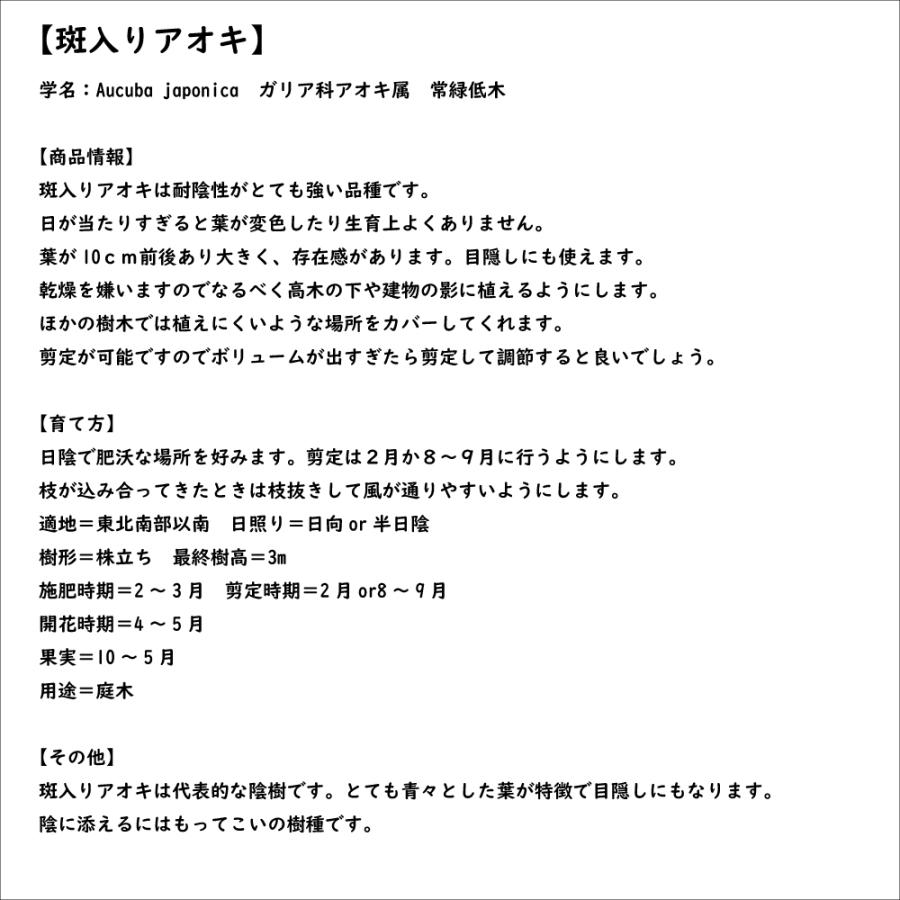 アオキ斑入り 0.2m 10.5cmポット 苗｜green-netbox｜08