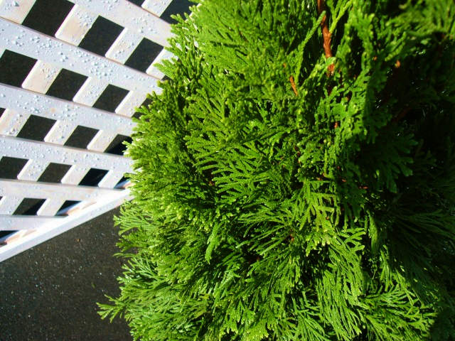 エメラルドグリーン 0.8m 露地 2本 苗 エメラルドグリーン 商品情報 エメラルドグリーン 0.8m 露地 2本 苗 エメラルドグリーン 商品情報