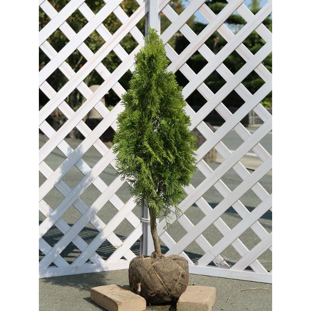 エメラルドグリーン 0.8m 露地 2本 苗(11440円)