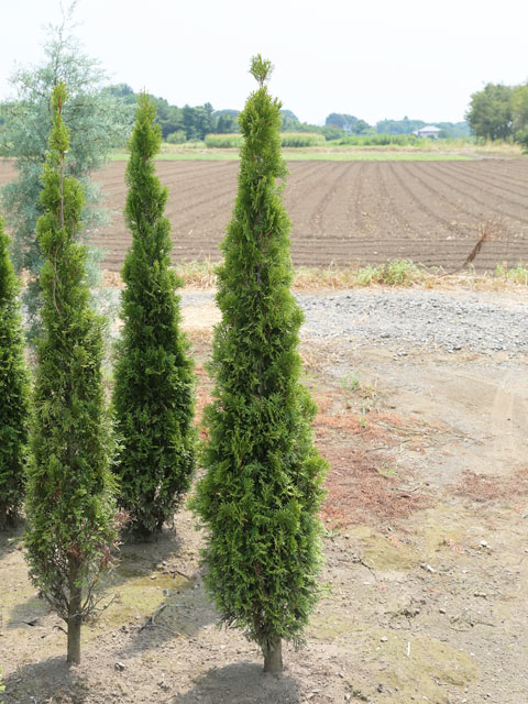 パク♡ニオイヒバ　抜き苗 パク様専用♡ニオイヒバ 抜き苗