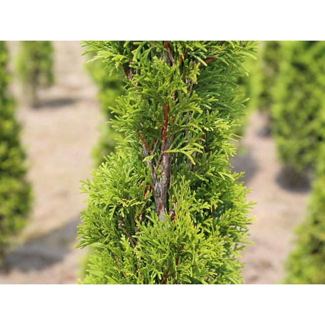 エメラルドグリーン 0.8m 露地 2本 苗 エメラルドグリーン 商品情報 エメラルドグリーン 0.8m 露地 2本 苗 エメラルドグリーン 商品情報