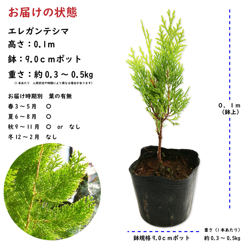 エレガンテシマ 0.1m 9.0cmポット 苗 - コニファー、針葉樹