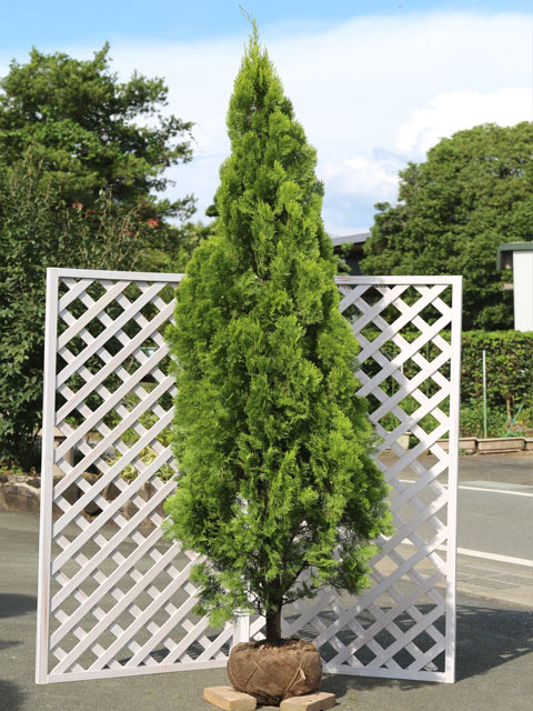 エレガンテシマ 2.5m 露地 2本 苗木(25806円)