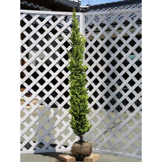 オウゴンクジャクヒバ 1.2m 露地 2本×2 苗(15400円)