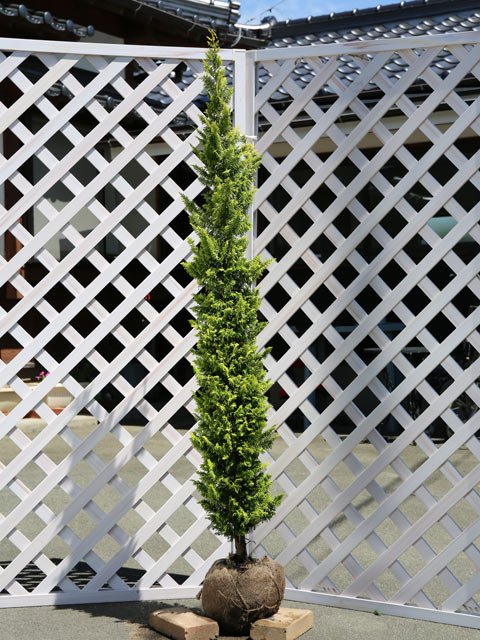 オウゴンクジャクヒバ 1.7m 露地 2本 苗木(17952円)