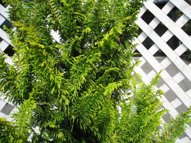 数量限定 オウゴンクジャクヒバ 1.7m 露地 2本 苗木 【2743527031】 (17952円)