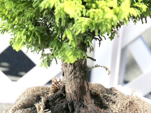 オウゴンクジャクヒバ 1.7m 露地 2本 苗木 オウゴンクジャクヒバ 商品情報