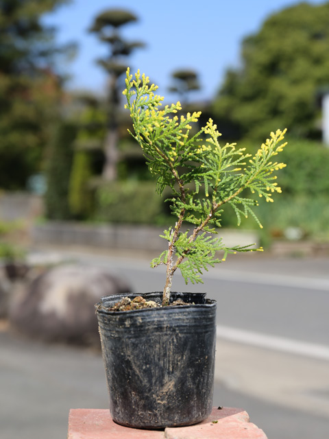 コノテガシワ（苗木、植木）の商品一覧 | 花、ガーデニング 通販