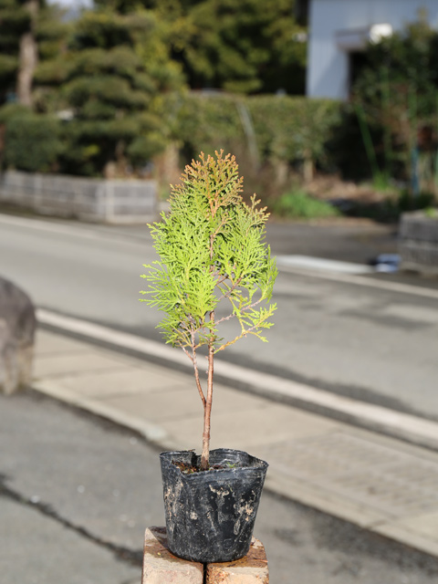 常緑 低木（コニファー、針葉樹）の商品一覧｜苗木、植木 | 花