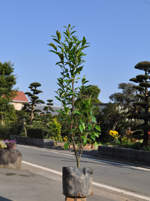 ポートワイン（常緑樹の植木、庭木）の商品一覧｜苗木、植木 | 花