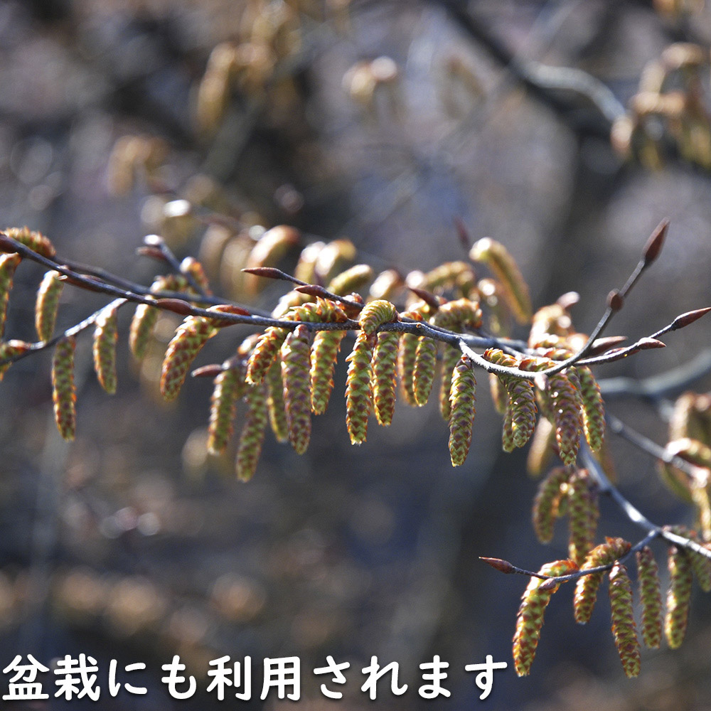 アカシデ 単木 2.3m 露地 苗木 : 101923 : トオヤマグリーン - 通販