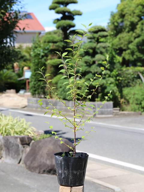 落葉樹の植木、庭木（落葉樹種類：エゴノキ）｜苗木、植木｜花