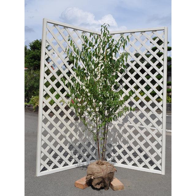 エゴノキ 株立ち 1.7m 露地 苗木(10725円)