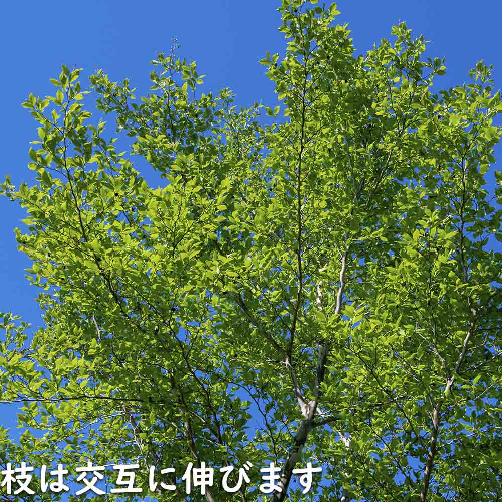 エゴノキ 0.5m 10.5cmポット 苗｜green-netbox｜11