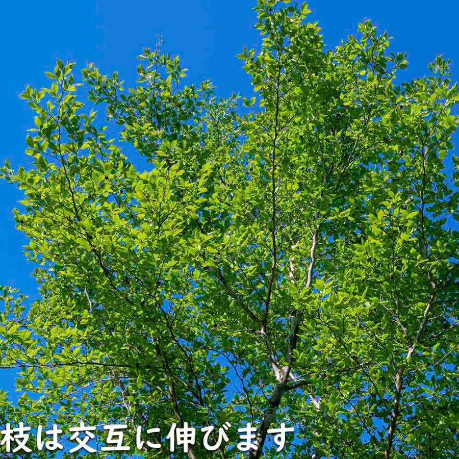 エゴノキ 0.3m 10.5cmポット 苗｜green-netbox｜11