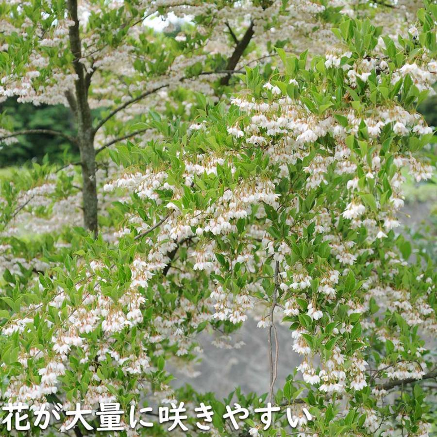 若者の大愛商品エゴノキ 単木 1.2m 2本 露地 苗 落葉樹