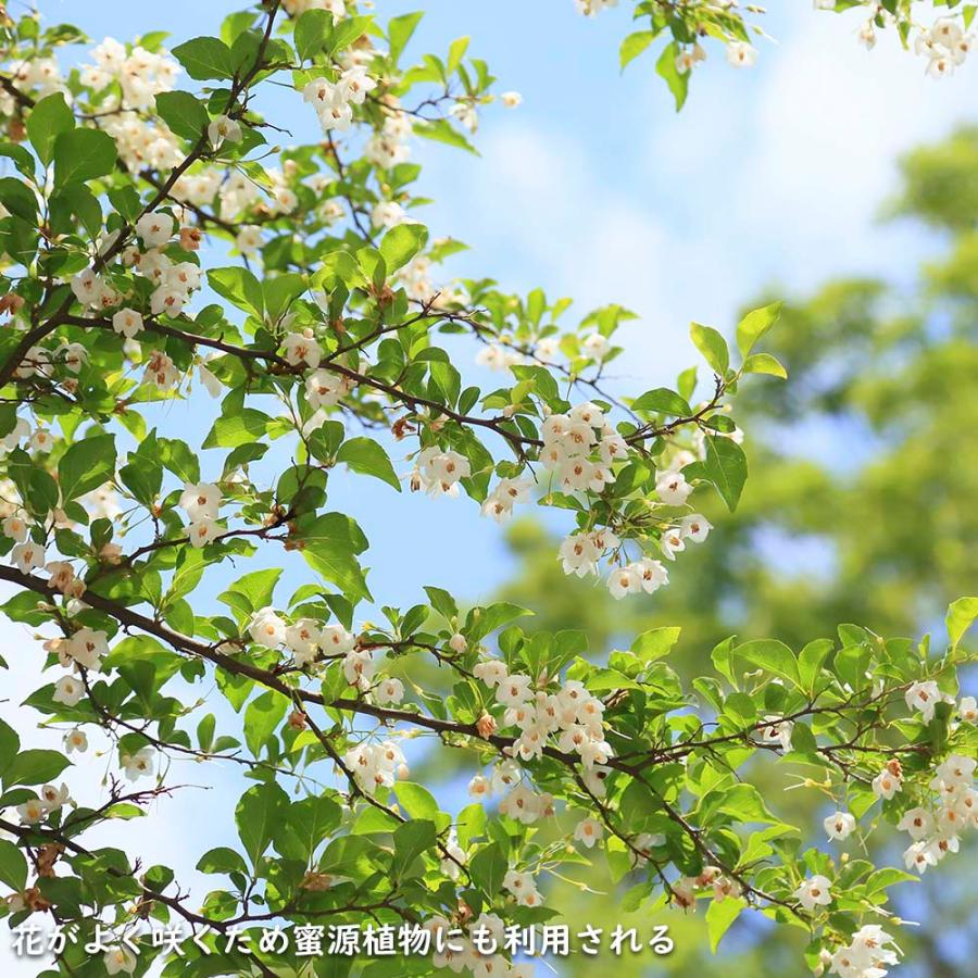 エゴノキ 株立ち 1.7m 露地 苗木 花、ガーデニング 苗木、植木 落葉樹 エゴノキ 株立ち 1.7m 露地 苗木 花、ガーデニング 苗木、植木 落葉樹