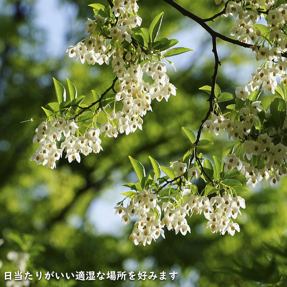 エゴノキ 株立ち 1.7m 露地 苗木 花、ガーデニング 苗木、植木 落葉樹 エゴノキ 株立ち 1.7m 露地 苗木 花、ガーデニング 苗木、植木 落葉樹