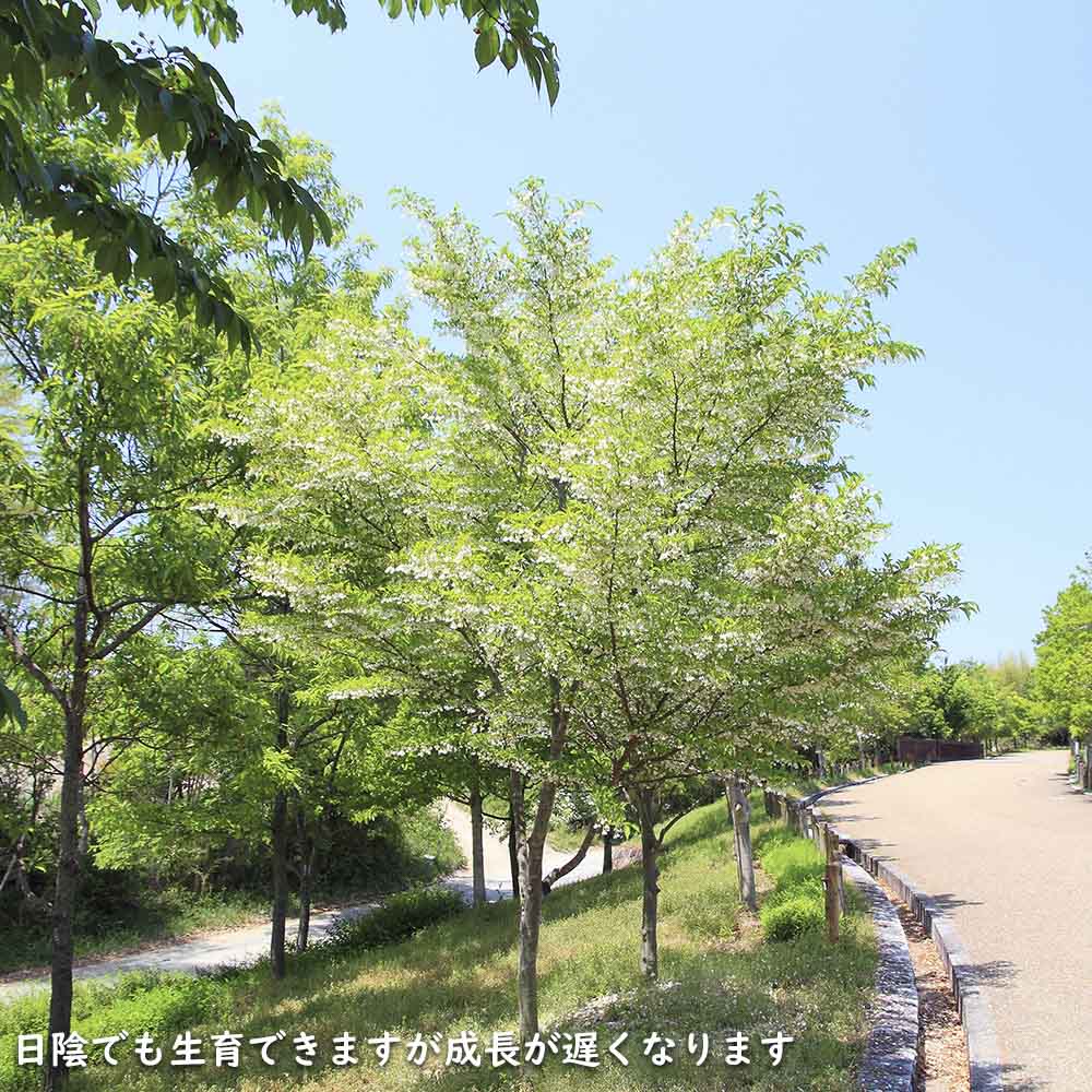 エゴノキ 株立ち 1.7m 露地 苗木 花、ガーデニング 苗木、植木 落葉樹 エゴノキ 株立ち 1.7m 露地 苗木 花、ガーデニング 苗木、植木 落葉樹