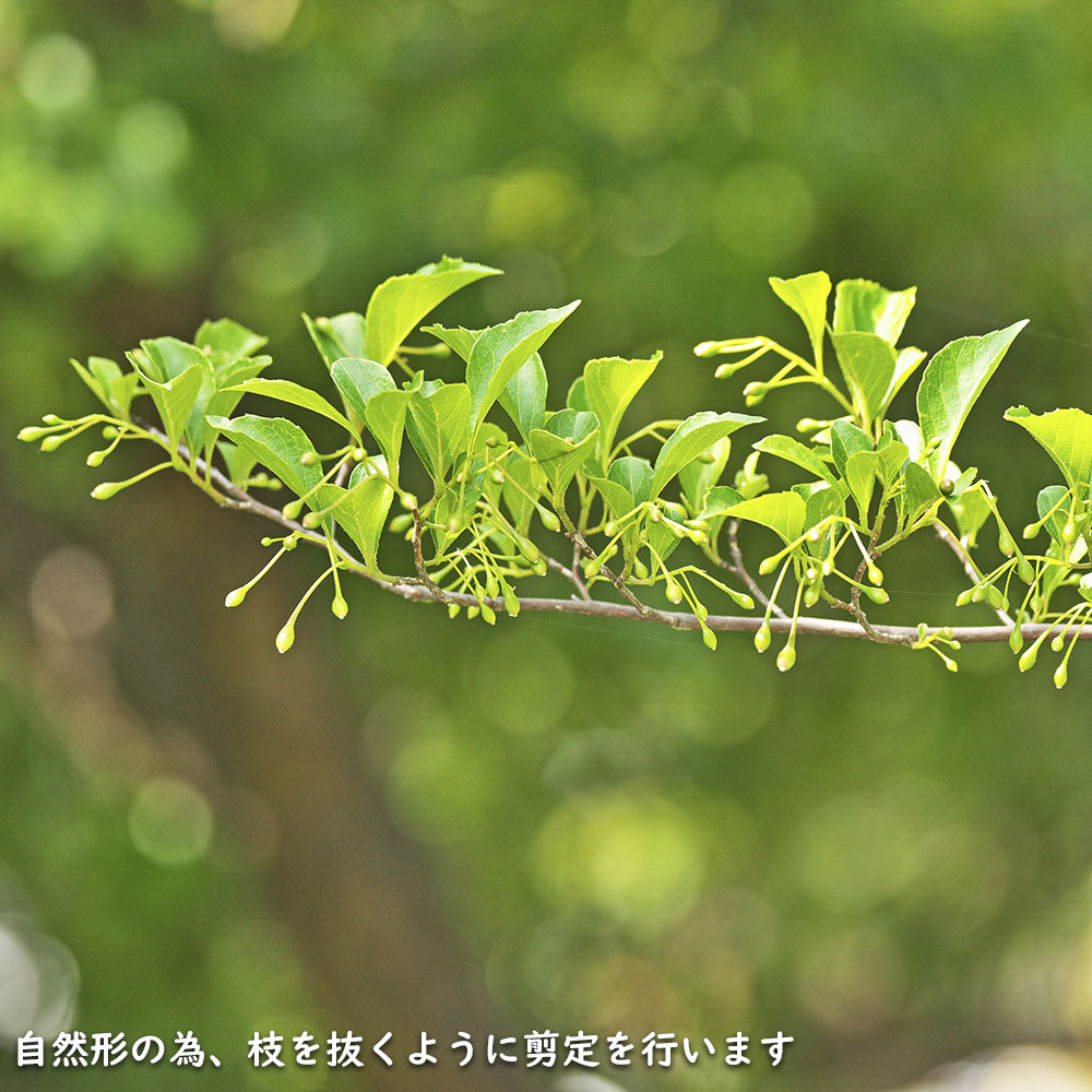 エゴノキ 単木 2.5m 露地 苗木