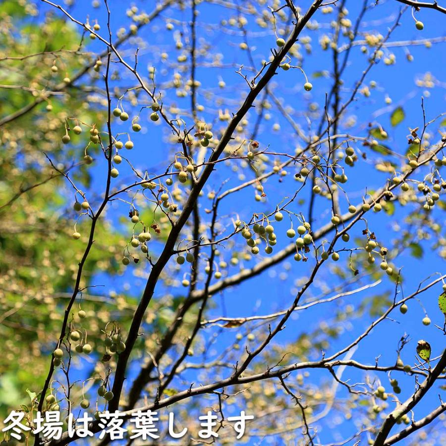 エゴノキ 株立ち 1.7m 露地 苗木 花、ガーデニング 苗木、植木 落葉樹 エゴノキ 株立ち 1.7m 露地 苗木 花、ガーデニング 苗木、植木 落葉樹