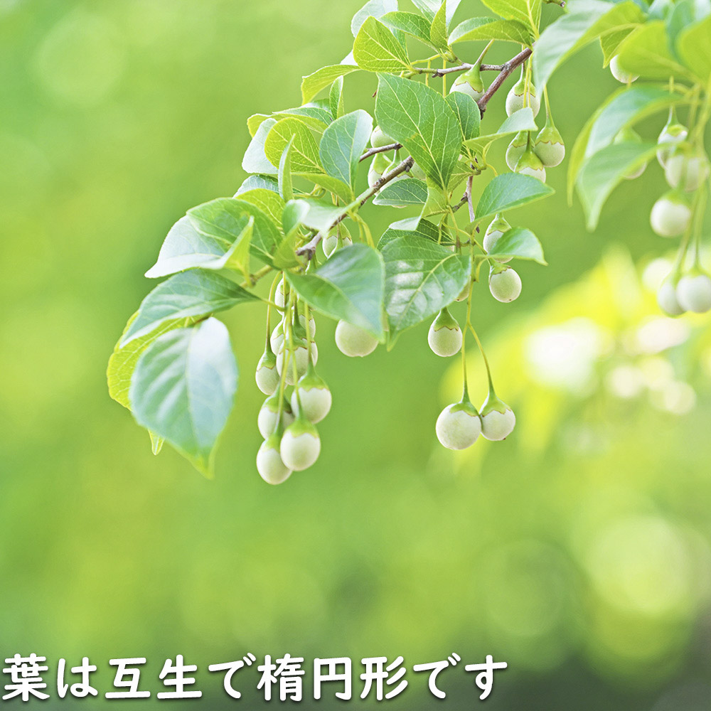 エゴノキ 株立ち 1.7m 露地 苗木 花、ガーデニング 苗木、植木 落葉樹 エゴノキ 株立ち 1.7m 露地 苗木 花、ガーデニング 苗木、植木 落葉樹