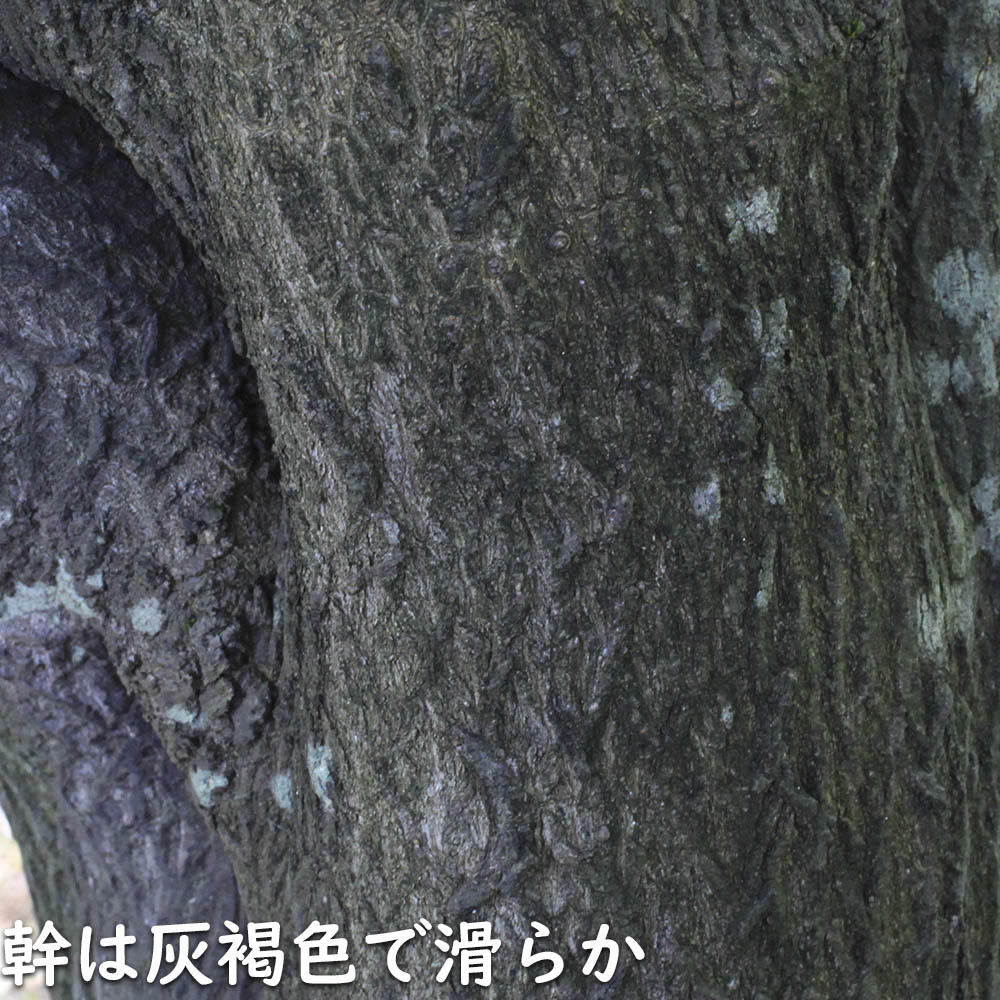 エゴノキ 株立ち 1.7m 露地 苗木 花、ガーデニング 苗木、植木 落葉樹 エゴノキ 株立ち 1.7m 露地 苗木 花、ガーデニング 苗木、植木 落葉樹