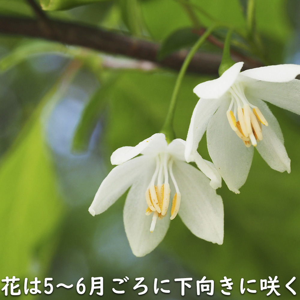 エゴノキ 株立ち 1.7m 露地 苗木 花、ガーデニング 苗木、植木 落葉樹 エゴノキ 株立ち 1.7m 露地 苗木 花、ガーデニング 苗木、植木 落葉樹