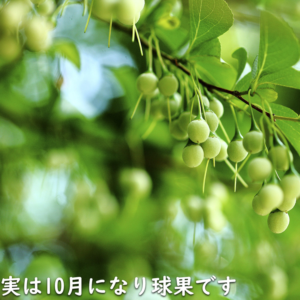 エゴノキ 株立ち 1.7m 露地 苗木 花、ガーデニング 苗木、植木 落葉樹 エゴノキ 株立ち 1.7m 露地 苗木 花、ガーデニング 苗木、植木 落葉樹