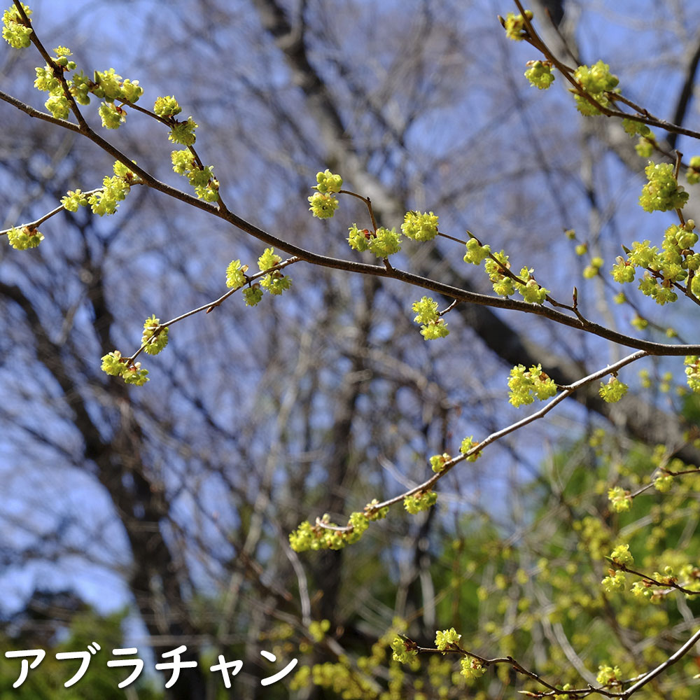 限定素材を使用 アブラチャン 株立ち 2.3m 露地 苗木 【W1765131196】 (11550円)