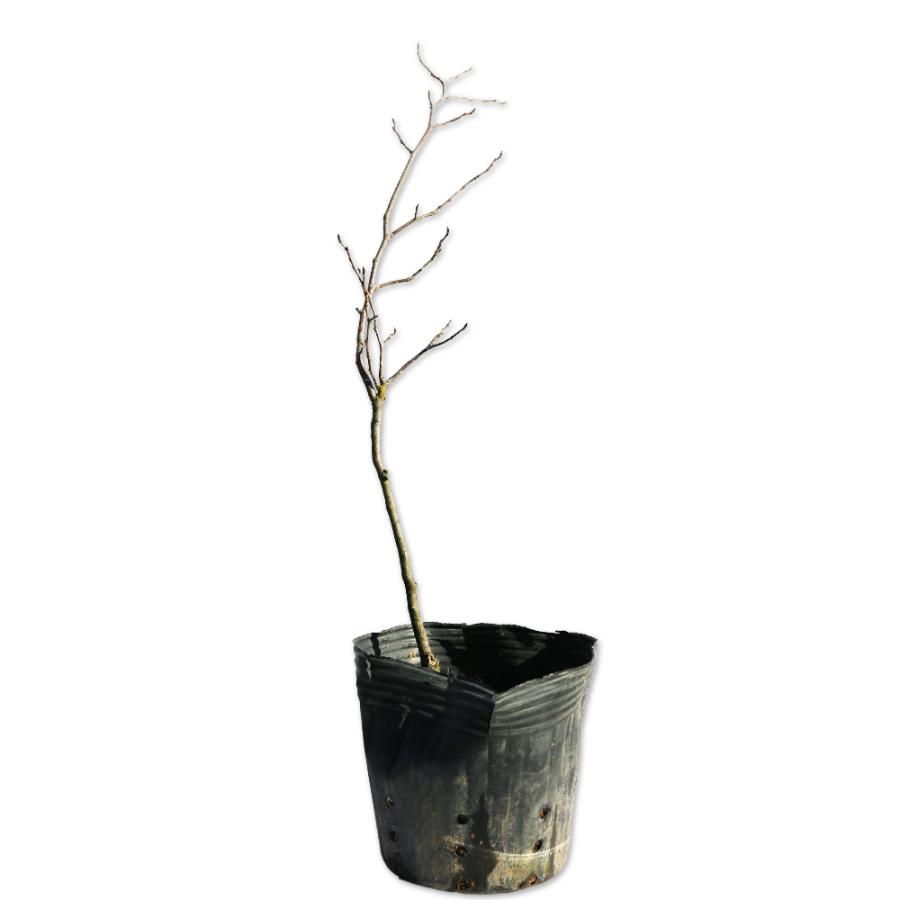 アブラチャン 0.3m 10.5cmポット 10本 苗(10010円)