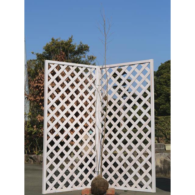 アブラチャン 単木 2.5m 露地 2本 苗木(21450円)