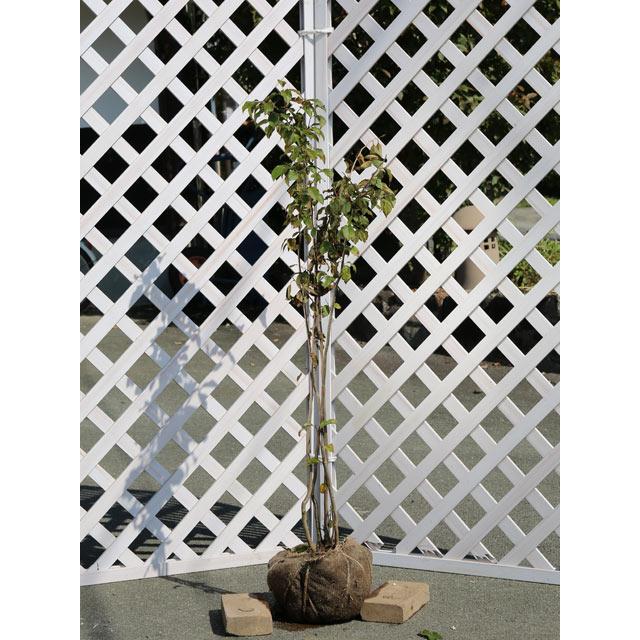 アブラチャン 株立ち 1m 露地 2本 苗(11000円)