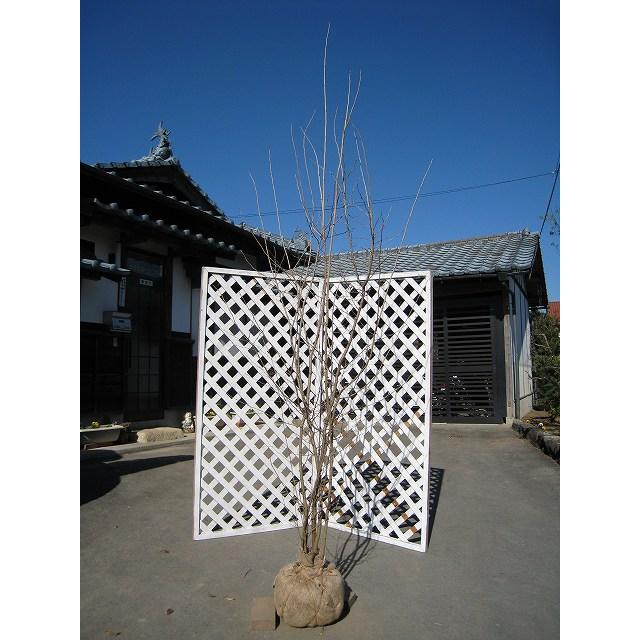 【値下げ中】 アブラチャン 株立ち 2m 露地 苗木 【1966861091】(12870円)