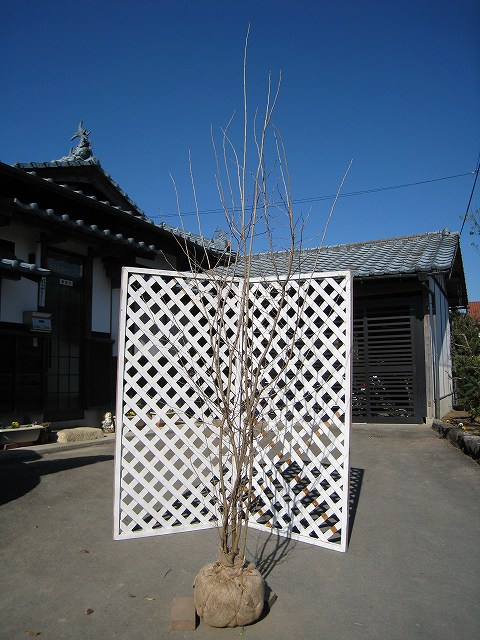 アブラチャン 株立ち 2.3m 露地 苗木(11550円)