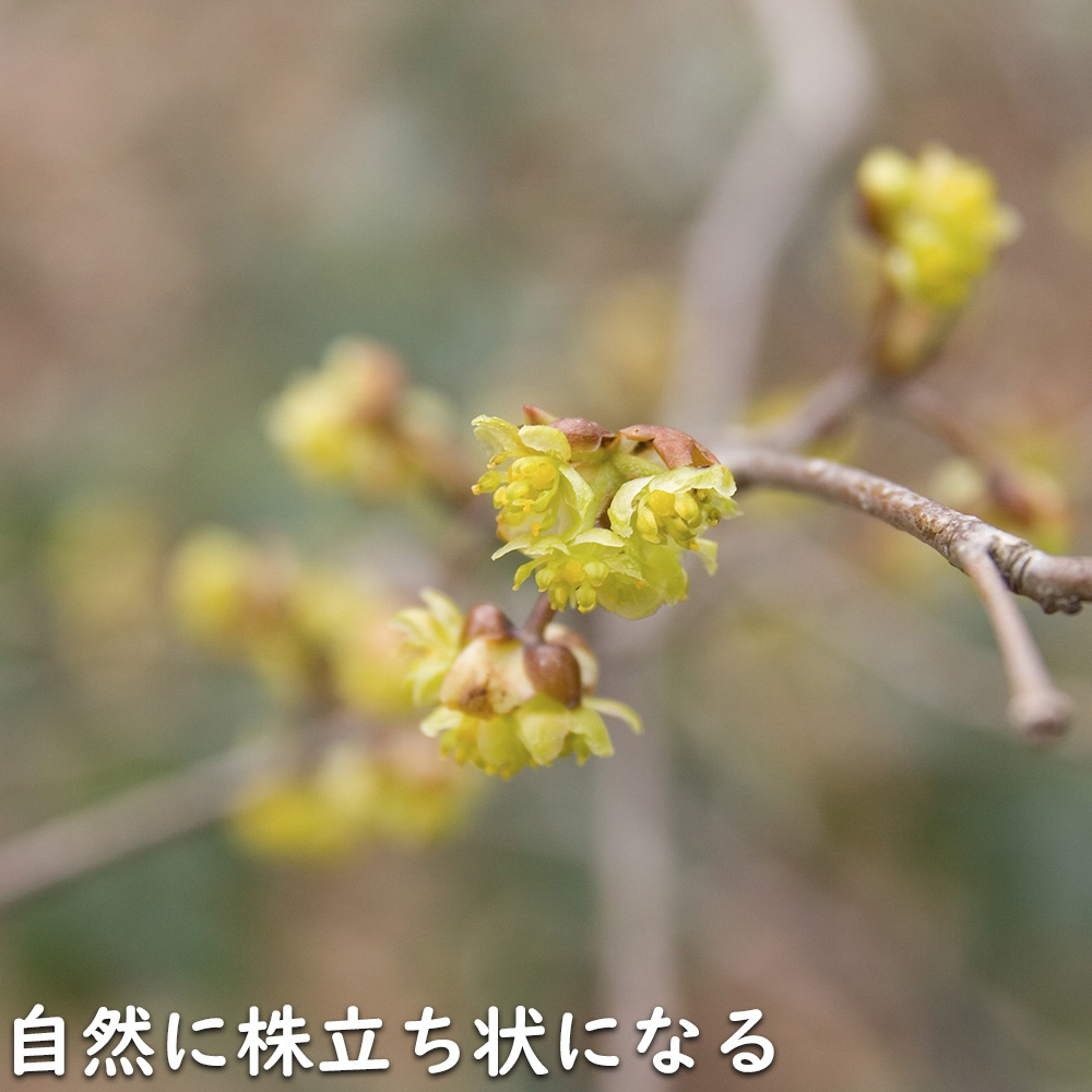 アブラチャン 株立ち 2m 露地 苗木 : 102270 : トオヤマグリーン