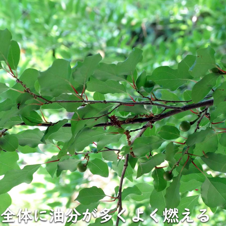 限定素材を使用 アブラチャン 株立ち 2.3m 露地 苗木 【W1765131196】 (11550円)