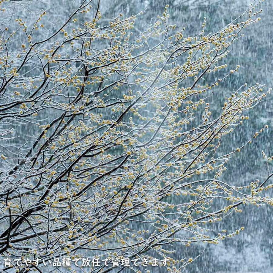 限定素材を使用 アブラチャン 株立ち 2.3m 露地 苗木 【W1765131196】 (11550円)