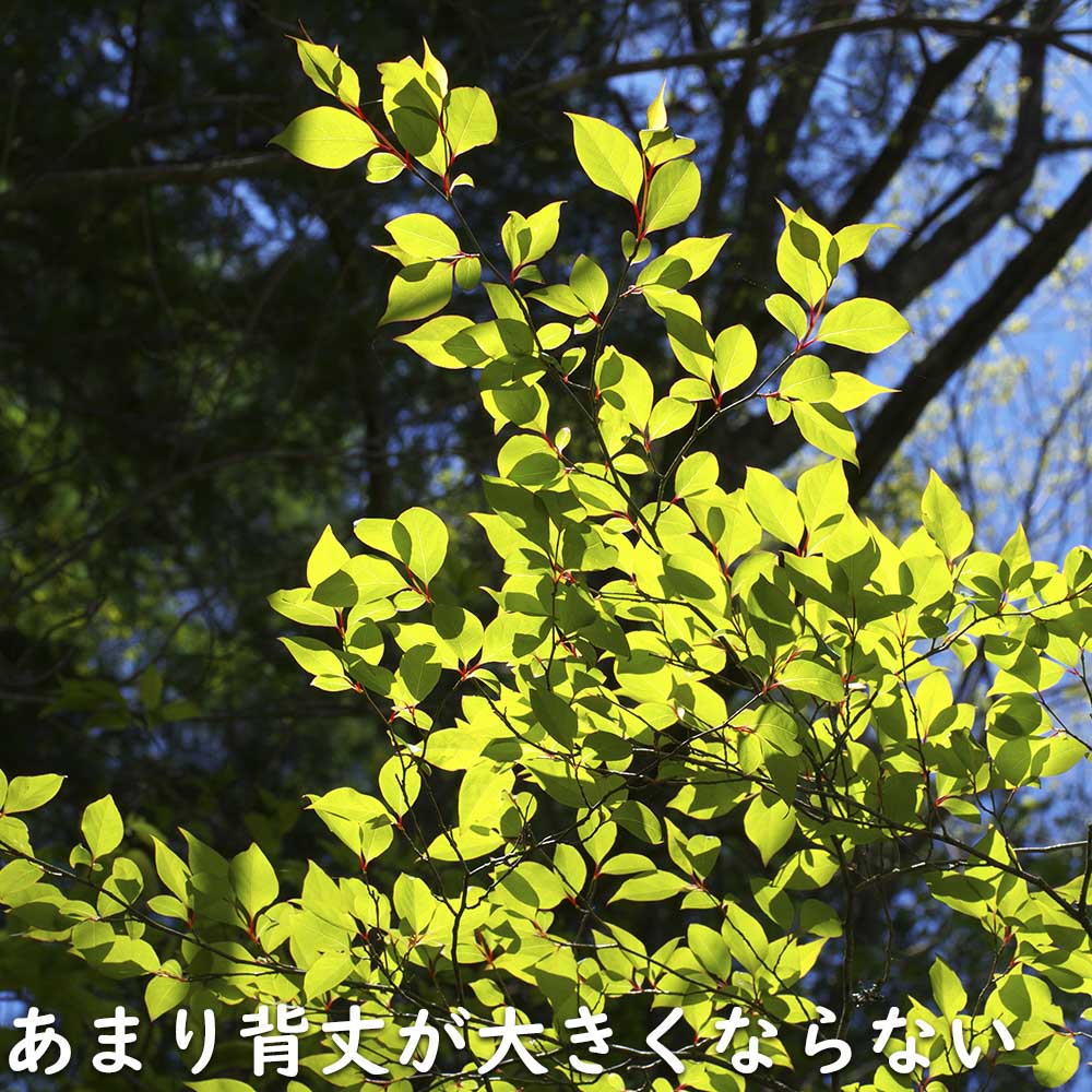 限定素材を使用 アブラチャン 株立ち 2.3m 露地 苗木 【W1765131196】 (11550円)