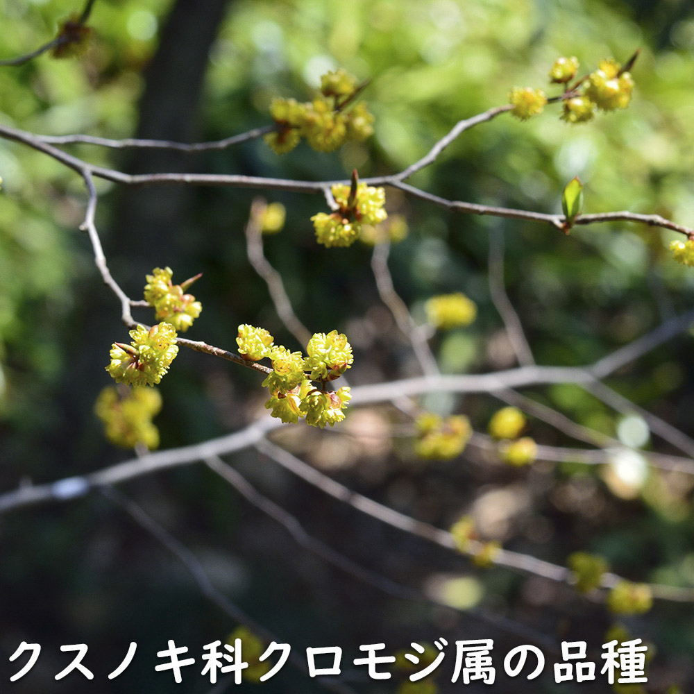 限定素材を使用 アブラチャン 株立ち 2.3m 露地 苗木 【W1765131196】 (11550円)