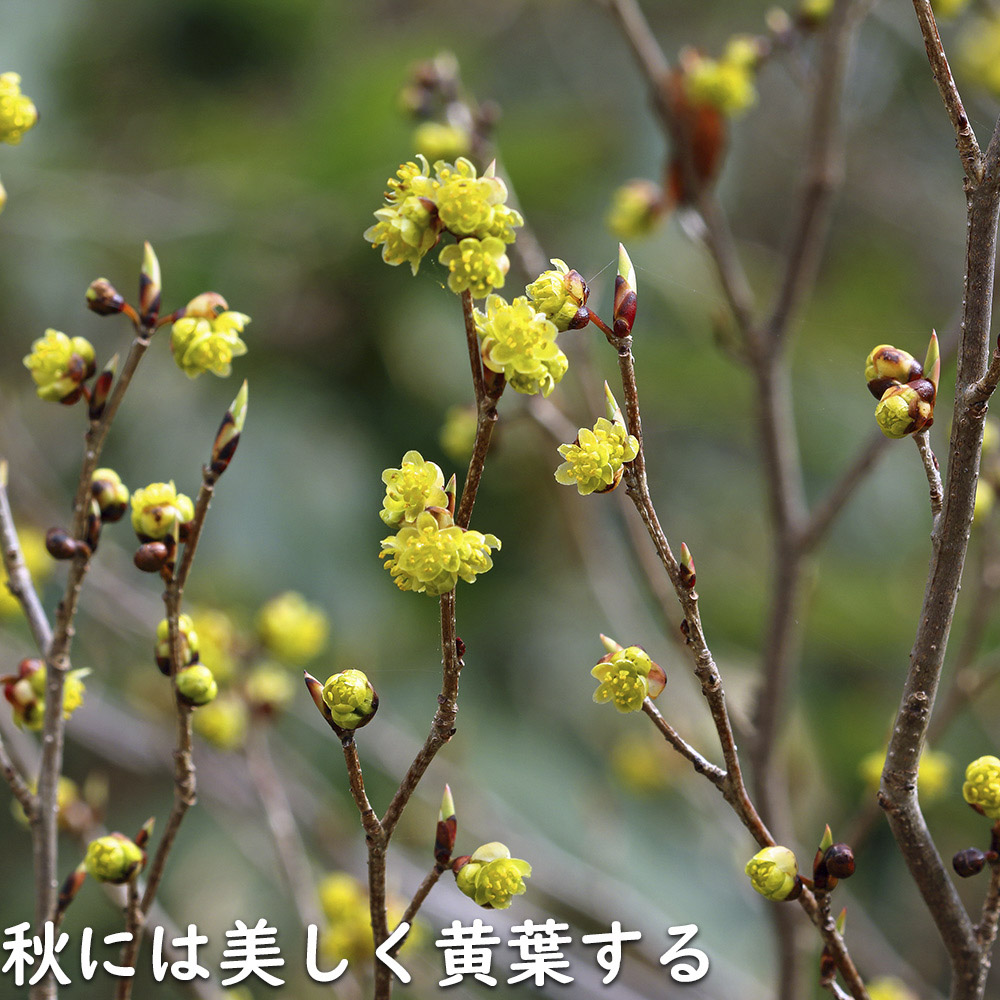 限定素材を使用 アブラチャン 株立ち 2.3m 露地 苗木 【W1765131196】 (11550円)