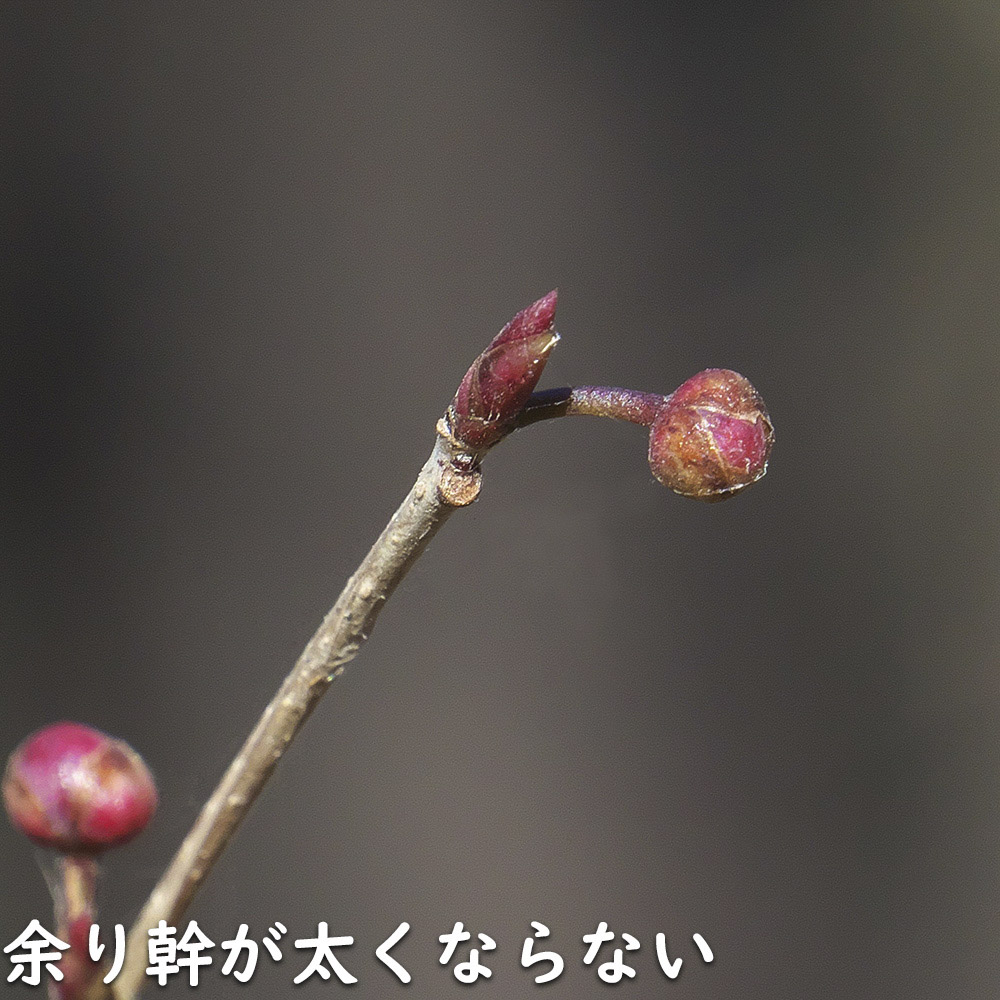 アブラチャン 株立ち 2m 露地 苗木 : 102270 : トオヤマグリーン