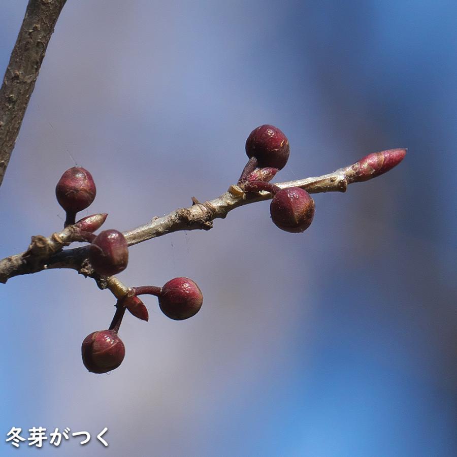 限定素材を使用 アブラチャン 株立ち 2.3m 露地 苗木 【W1765131196】 (11550円)