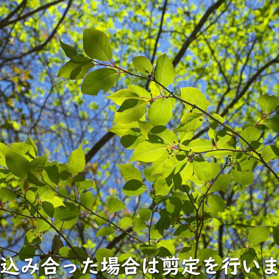 限定素材を使用 アブラチャン 株立ち 2.3m 露地 苗木 【W1765131196】 (11550円)