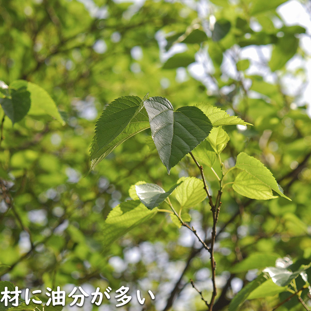 ソヨゴ 単木 2.3m 露地 苗木
