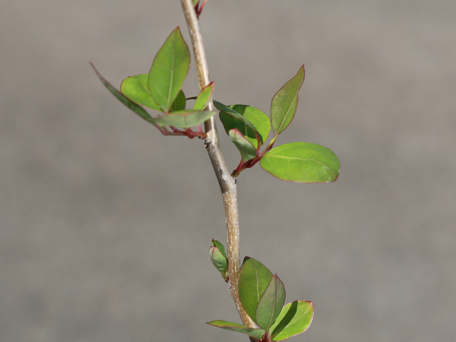 限定素材を使用 アブラチャン 株立ち 2.3m 露地 苗木 【W1765131196】 (11550円)