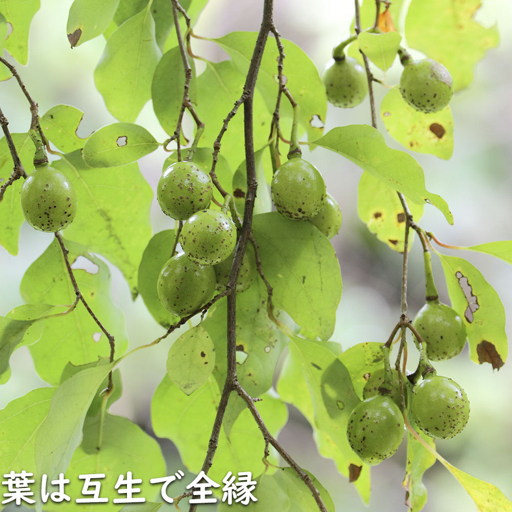 限定素材を使用 アブラチャン 株立ち 2.3m 露地 苗木 【W1765131196】 (11550円)