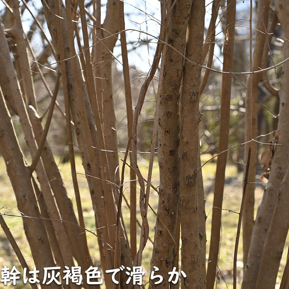 アブラチャン 0.3m 10.5cmポット 苗 - 落葉樹