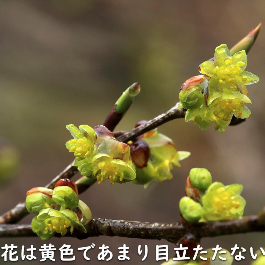 限定素材を使用 アブラチャン 株立ち 2.3m 露地 苗木 【W1765131196】 (11550円)