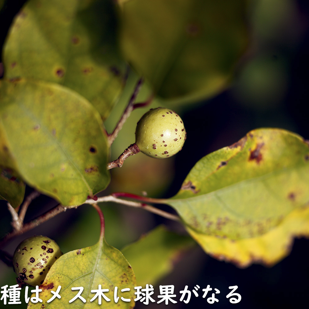 限定素材を使用 アブラチャン 株立ち 2.3m 露地 苗木 【W1765131196】 (11550円)